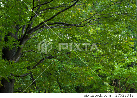 東京，三鷹市公園，Tokyo, Mitaka City Park，東京、三鷹市公園 27525312