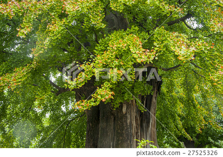 東京,淺草寺,杏樹,Tokyo, Asakusa Temple, apricot,浅草寺アプリコット 東京,淺草寺,杏樹,Tokyo, Asakusa Temple, apricot,浅草寺アプリコット 27525326