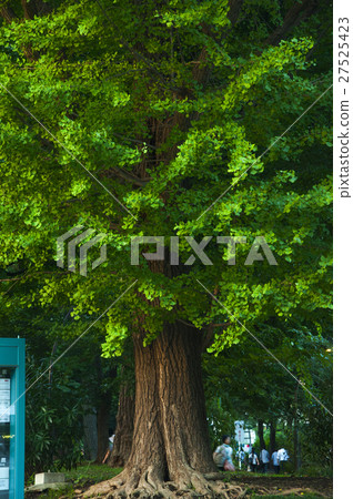 東京,上野公園,Tokyo, Ueno Park,東京、上野公園、 東京,上野公園,Tokyo, Ueno Park,東京、上野公園、 27525423