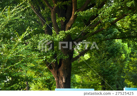 東京,上野公園,Tokyo, Ueno Park,東京、上野公園、 東京,上野公園,Tokyo, Ueno Park,東京、上野公園、 27525425