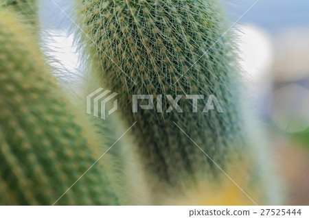 仙人掌，沙漠植物，Cactus, desert plants,サボテン、砂漠の植物、 27525444
