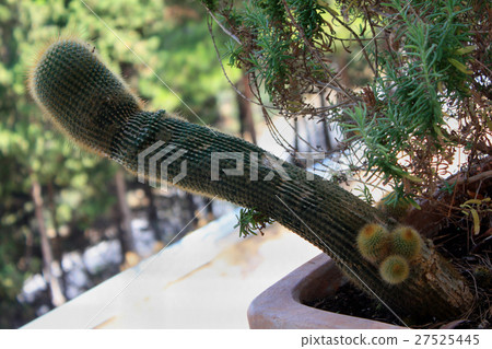 Big long cactus and small cacti growing in a pot Big long cactus and small cacti growing in a pot 27525445