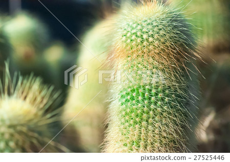 仙人掌,沙漠植物,Cactus, desert plants,サボテン、砂漠の植物、 仙人掌,沙漠植物,Cactus, desert plants,サボテン、砂漠の植物、 27525446