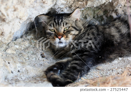 Big fluffy gray cat lying on the warm stone path 27525447