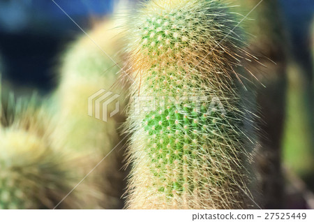 Cactus, desert plants, Cactus, desert plants, alfalfa, sand plants, Cactus, desert plants, Cactus, desert plants, alfalfa, sand plants, 27525449