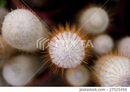 仙人掌,沙漠植物,Cactus, desert plants,サボテン、砂漠の植物、 仙人掌,沙漠植物,Cactus, desert plants,サボテン、砂漠の植物、 27525456