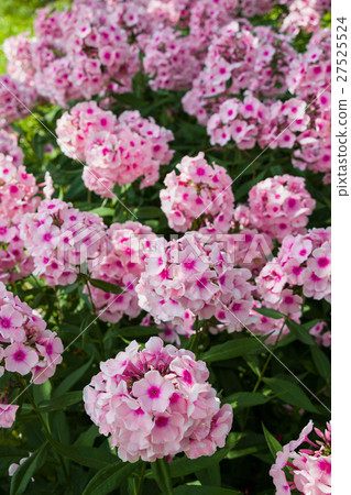 Large pink phlox blooming in the summer garden Large pink phlox blooming in the summer garden 27525524