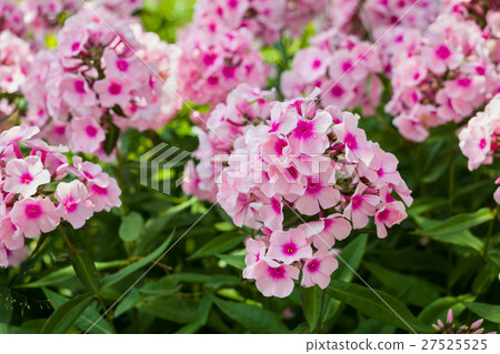 Large pink phlox blooming in the summer garden Large pink phlox blooming in the summer garden 27525525