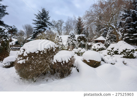 beautiful winter garden covered by snow beautiful winter garden covered by snow 27525903