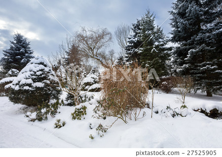 beautiful winter garden covered by snow beautiful winter garden covered by snow 27525905
