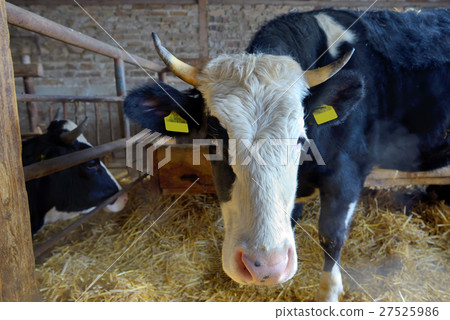 Cows in a farm 27525986