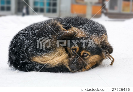 Lonely dog freezing on the street while snowing Lonely dog freezing on the street while snowing 27526426