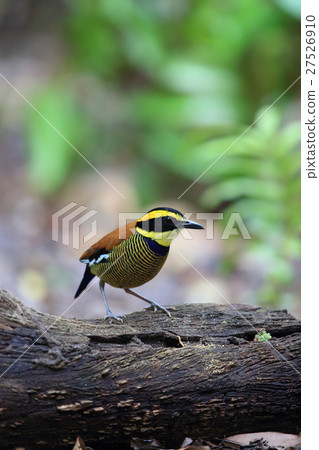 Kima Yushima Yairocho 27526910