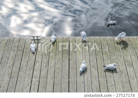 Ducks on the wooden floor, next to river Ducks on the wooden floor, next to river 27527178