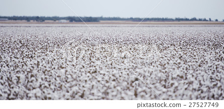 Cotton fields ready for harvesting in Oakey, Queen 27527749