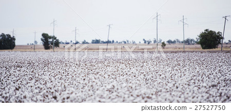 Cotton fields ready for harvesting in Oakey, Queen 27527750