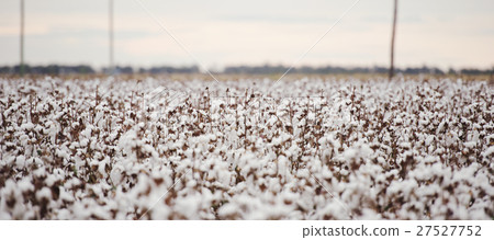 Cotton fields ready for harvesting in Oakey, Queen 27527752