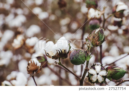 Cotton fields ready for harvesting in Oakey, Queen Cotton fields ready for harvesting in Oakey, Queen 27527754