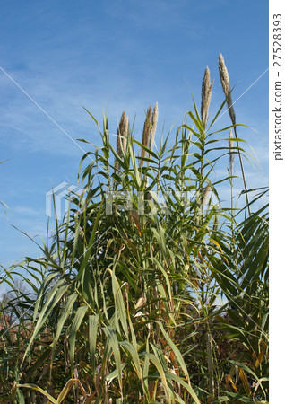 Fuiridanchiku 27528393