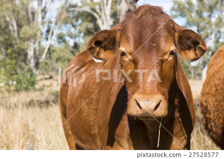 Cow in the paddock during the day 27528577