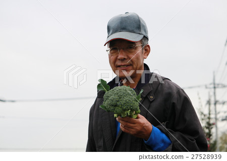 Senior with broccoli harvested Senior with broccoli harvested 27528939