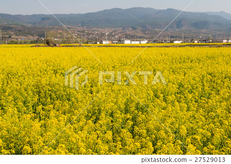 Rape flower field of Yunnan Dali Shaogao Town 27529013