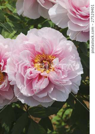 Sukagawa Mudan-en Garden（須賀川市） 27529401