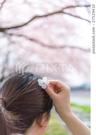 櫻桃花瓣 27529410