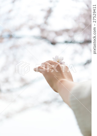 櫻桃花瓣 27529411