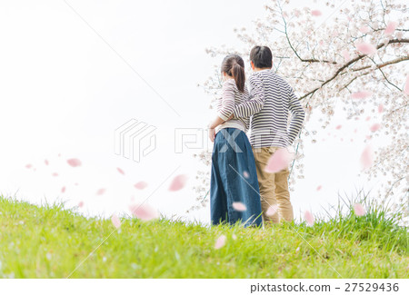 Cherry blossom image 27529436