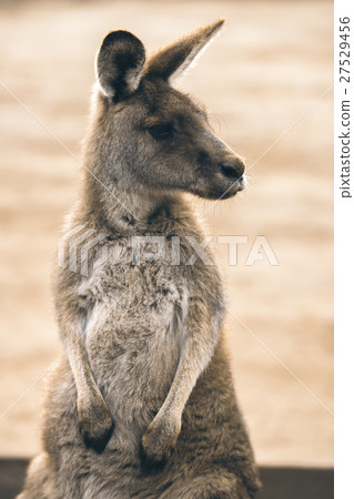 Kangaroos outside during the day 27529456