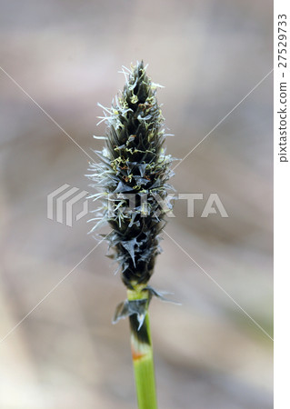 After the flowers of Watassege flowers Miyabata moorland 27529733