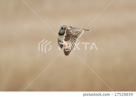 Komimizuku 8 Komimizuku 8 27529839