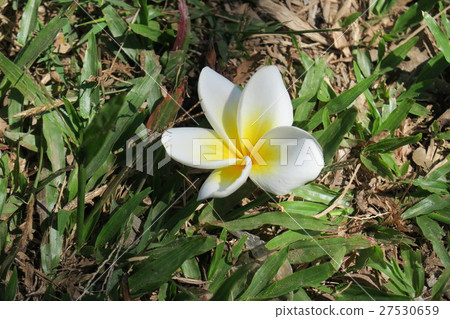 National Flower of Laos 27530659