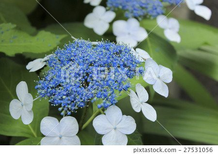  hydrangea 27531056