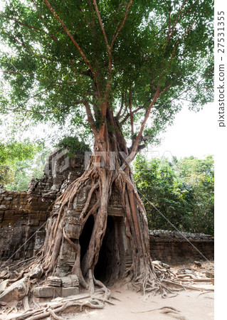 A tree growing root in the eastern ridge gate of Ta Som temple in the Angkor monument group 27531355