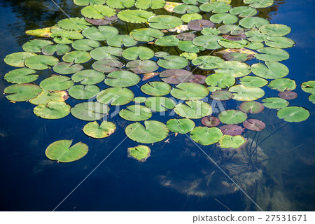 在水的表面上看見的荷花很多葉子 27531671