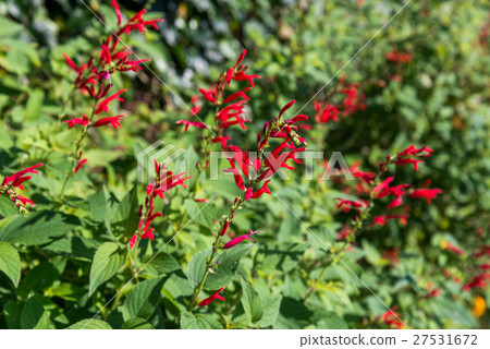 櫻桃鼠尾草 27531672