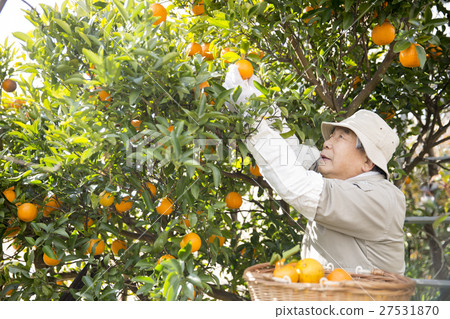 Harvest of oranges Harvest of oranges 27531870