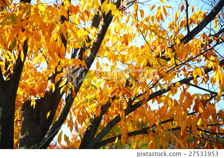 Yellow leaves of zelkova Yellow leaves of zelkova 27531953