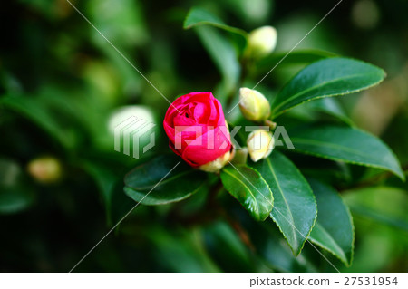 Sasanqua flowers that began to bloom 27531954