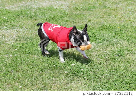 Boston Terrier 27532112