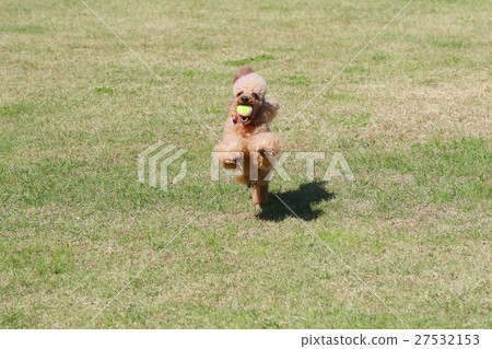 toy poodle  27532153