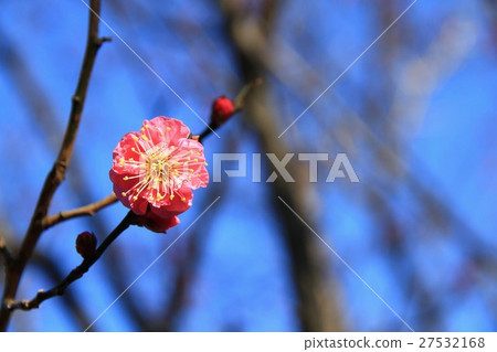 神奈川縣梅花單輪 神奈川縣梅花單輪 27532168