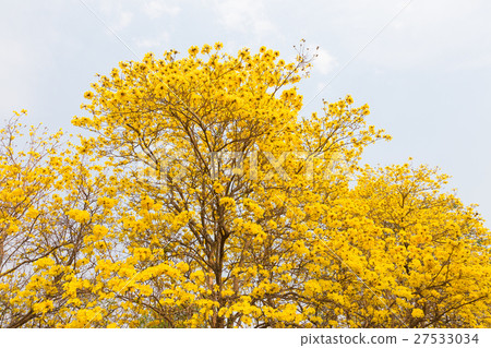 Golden Trumpet trees Golden Trumpet trees 27533034