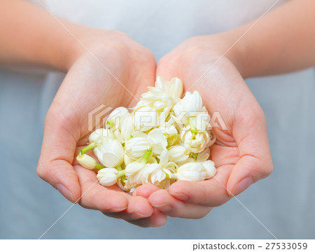 Asian woman hands holding white jasmine flowers Asian woman hands holding white jasmine flowers 27533059