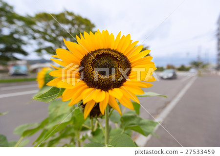 Blooming sunflower in a city 27533459