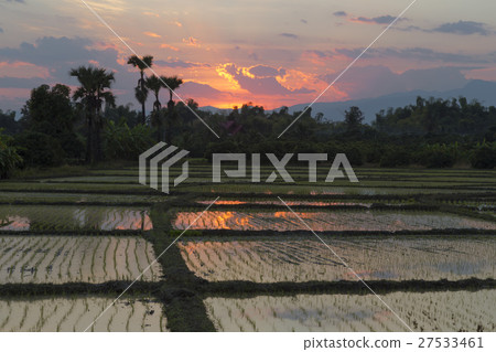 Sunset at a rice field in northern Thailand 27533461