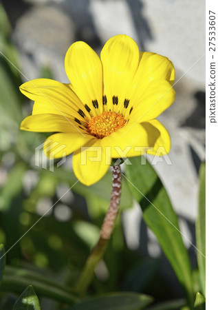 雜色菊(獎牌菊花) 雜色菊(獎牌菊花) 27533607