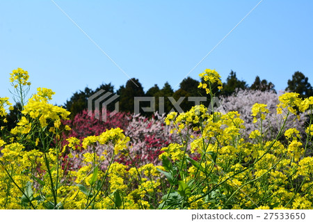 A landscape with rape flowers, Inzai-shi, Chiba ken Yoshitaka 27533650